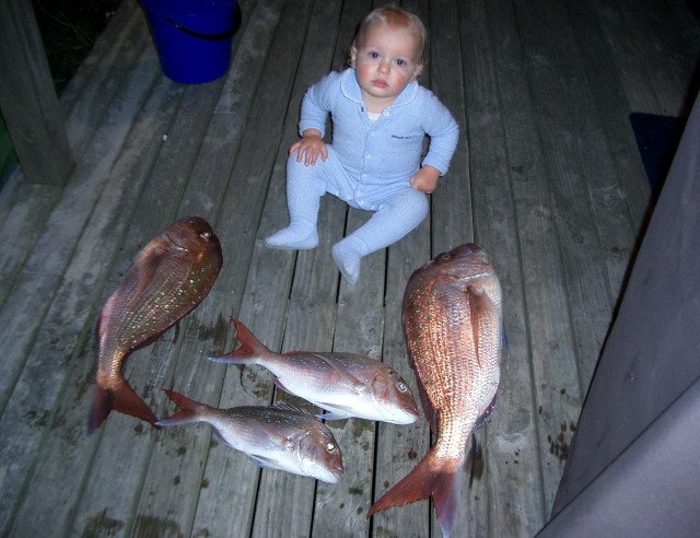 Coromandel Snapper & the little fella